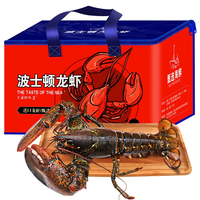 御鲜之王 鲜活大龙虾 单只550-650g 1只