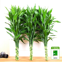 花翁 富贵竹 90-100cm 10棵 水培绿植物 盆栽