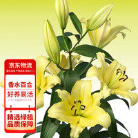 花行榜 香水百合花种球 5颗 黄色 盆栽花卉
