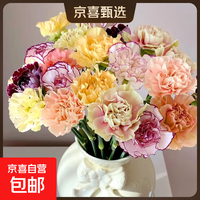 年货大集：康乃馨 鲜花礼物 10朵 随机颜色