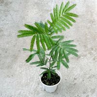 绿丝绦 耐阴 密叶猴耳环盆栽