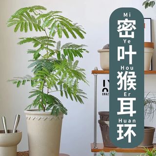 绿丝绦 耐阴 密叶猴耳环盆栽 简易盆 密叶猴耳环120#厘米简易盆1盆