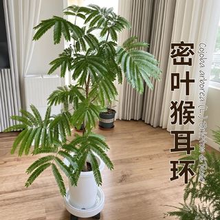  绿丝绦 耐阴 密叶猴耳环盆栽 简易盆 密叶猴耳环120#厘米简易盆1盆