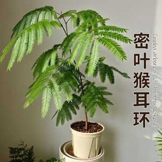  绿丝绦 耐阴 密叶猴耳环盆栽 简易盆 密叶猴耳环120#厘米简易盆1盆
