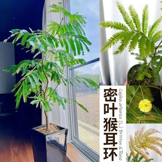  绿丝绦 耐阴 密叶猴耳环盆栽 简易盆 密叶猴耳环120#厘米简易盆1盆