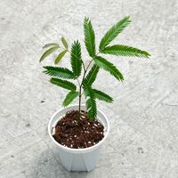 绿丝绦 耐阴 密叶猴耳环盆栽 简易盆 密叶猴耳环120#厘米简易盆1盆