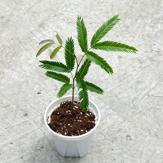  绿丝绦 耐阴 密叶猴耳环盆栽 简易盆 密叶猴耳环120#厘米简易盆1盆
