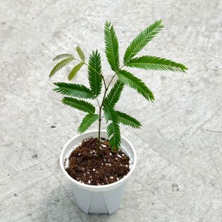  绿丝绦 耐阴 密叶猴耳环盆栽 简易盆 密叶猴耳环120#厘米简易盆1盆