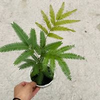绿丝绦 耐阴 密叶猴耳环盆栽 密叶猴耳环35-40厘米高中苗1盆