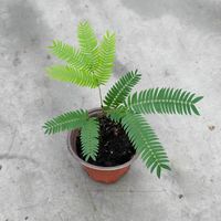 绿丝绦 耐阴 密叶猴耳环盆栽 简易盆 密叶猴耳环100#简易盆1盆