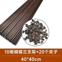 爱你一万年 水培 彩叶芋盆栽