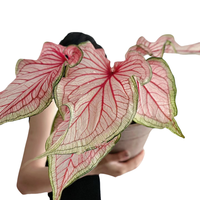  爱你一万年 水培 彩叶芋盆栽