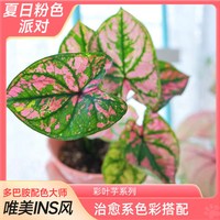 爱你一万年 水培 彩叶芋盆栽