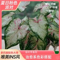 爱你一万年 水培 彩叶芋盆栽