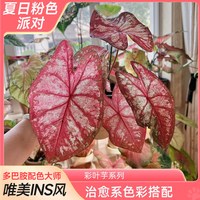 爱你一万年 水培 彩叶芋盆栽