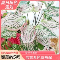 爱你一万年 水培 彩叶芋盆栽
