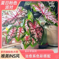 爱你一万年 水培 彩叶芋盆栽