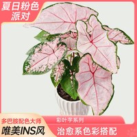 爱你一万年 水培 彩叶芋盆栽