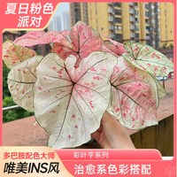 爱你一万年 水培 彩叶芋盆栽