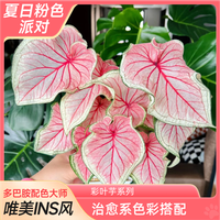 爱你一万年 水培 彩叶芋盆栽
