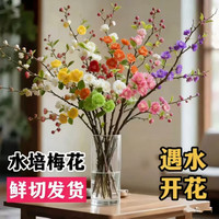润华年 春节开花鲜切梅花室内水培腊梅年宵花10支+营养液