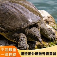百亿补贴：阳澄·江南 阳澄江南鲜活食用生态王八团鱼外塘放养散养甲鱼雌雄水鱼精品鳖两只装