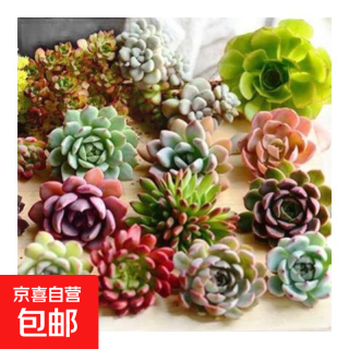 京喜 多肉植物 多肉套餐随机不重复精选随机6颗