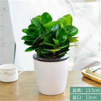  种花迷 常青 碧玉盆栽 福袋陶瓷盆 白色吸水盆 碧玉（白色吸水盆）