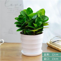  种花迷 常青 碧玉盆栽 福袋陶瓷盆 螺纹白盆 碧玉（螺纹白盆）