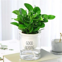  种花迷 碧玉盆栽 福袋陶瓷盆 早安盆