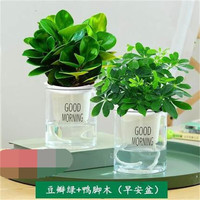  种花迷 常青 碧玉盆栽+陶瓷盆 鸭脚木+碧玉（早安盆）