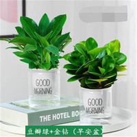  种花迷 碧玉盆栽+福袋陶瓷盆+早安盆 金钻+碧玉（早安盆）