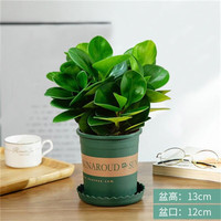  种花迷 碧玉盆栽 陶瓷盆 加仑盆 碧玉（加仑盆）