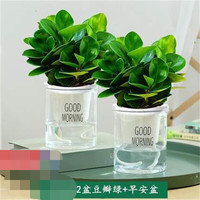  种花迷 常青 碧玉盆栽 福袋陶瓷盆 早安盆 两盆碧玉（早安盆）