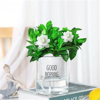  种花迷 常青 碧玉盆栽 陶瓷盆 栀子花（早安盆）