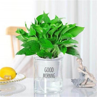  种花迷 常青 碧玉盆栽 福袋陶瓷盆 早安盆 绿萝（早安盆）