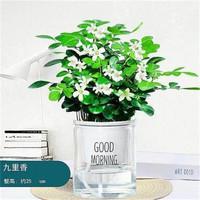  种花迷 常青 碧玉盆栽 福袋陶瓷盆 早安盆 九里香（早安盆）
