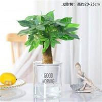  种花迷 常青 碧玉盆栽 陶瓷盆 发财树 发财树（早安盆）