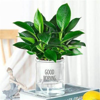  种花迷 常青 碧玉盆栽 福袋陶瓷盆 早安盆 金钻（早安盆）