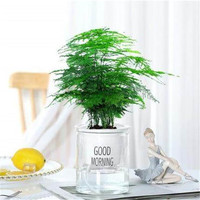  种花迷 常青 碧玉盆栽 福袋陶瓷盆 早安盆 文竹（早安盆）