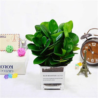  种花迷 常青 碧玉盆栽 陶瓷盆 透明水晶方钢 碧玉（透明水晶方钢)