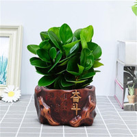  种花迷 常青 碧玉盆栽 福袋陶瓷盆 奋斗陶瓷盆 碧玉（奋斗陶瓷盆）