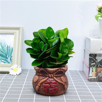  种花迷 常青 碧玉盆栽 福袋陶瓷盆 碧玉（福袋陶瓷盆）