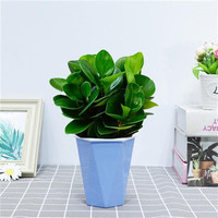  种花迷 碧玉盆栽 陶瓷盆 蓝色菱形盆 碧玉（蓝色菱形盆）