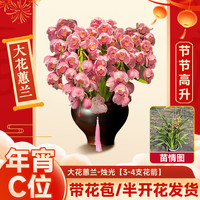 年货大集：临雅 大花蕙兰 带花苞 3-4花剑