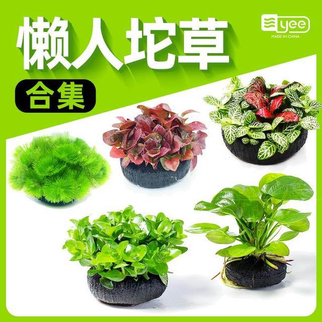 鱼缸水草 坨草植物活体