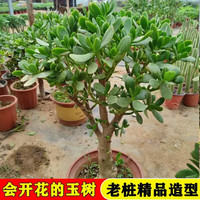  惜林园 老桩 玉树盆栽 盆