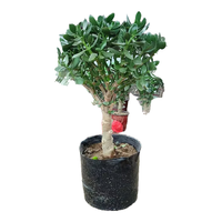 惜林园 老桩大株 玉树盆栽 盆