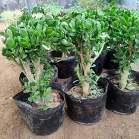  惜林园 老桩大株 玉树盆栽 盆