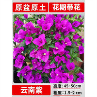欧芽 花期带花 三角梅盆栽 云南紫大苗45-50cm左右 【花期带花】